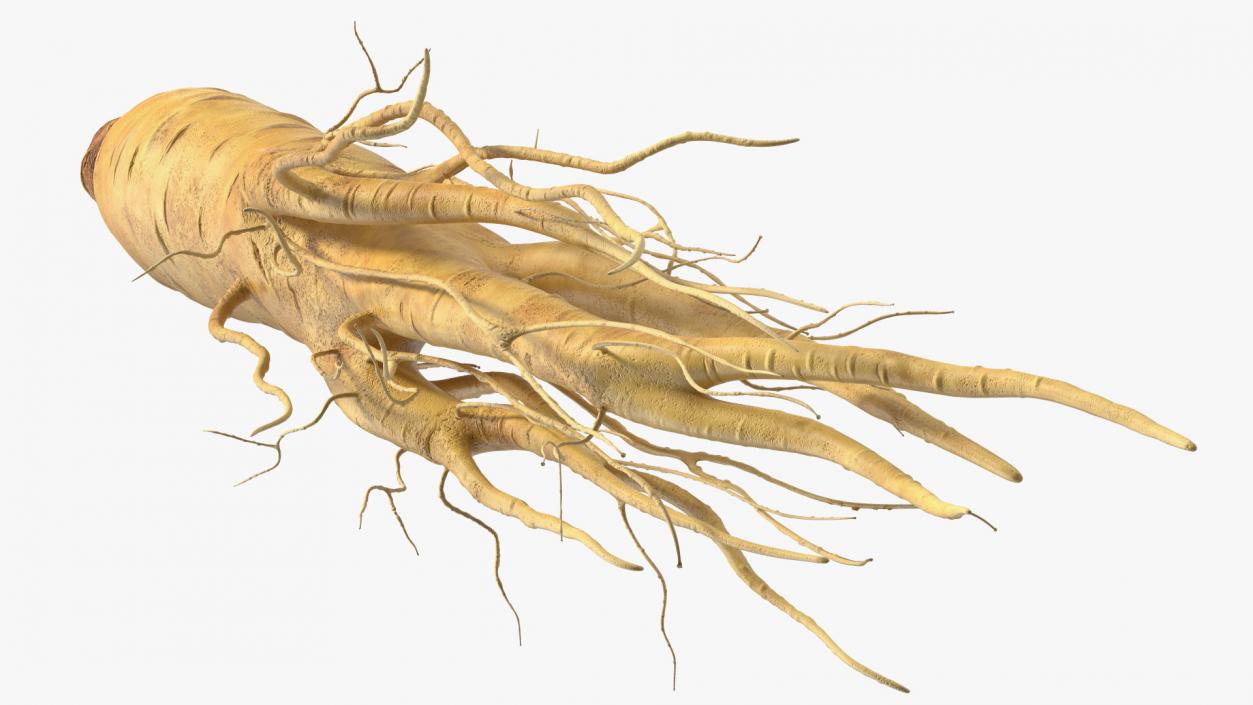 3D Fresh Ginseng Root model