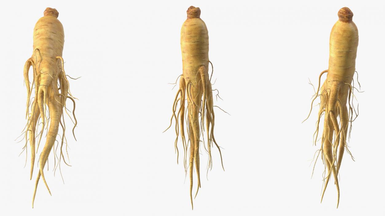 3D Fresh Ginseng Root model