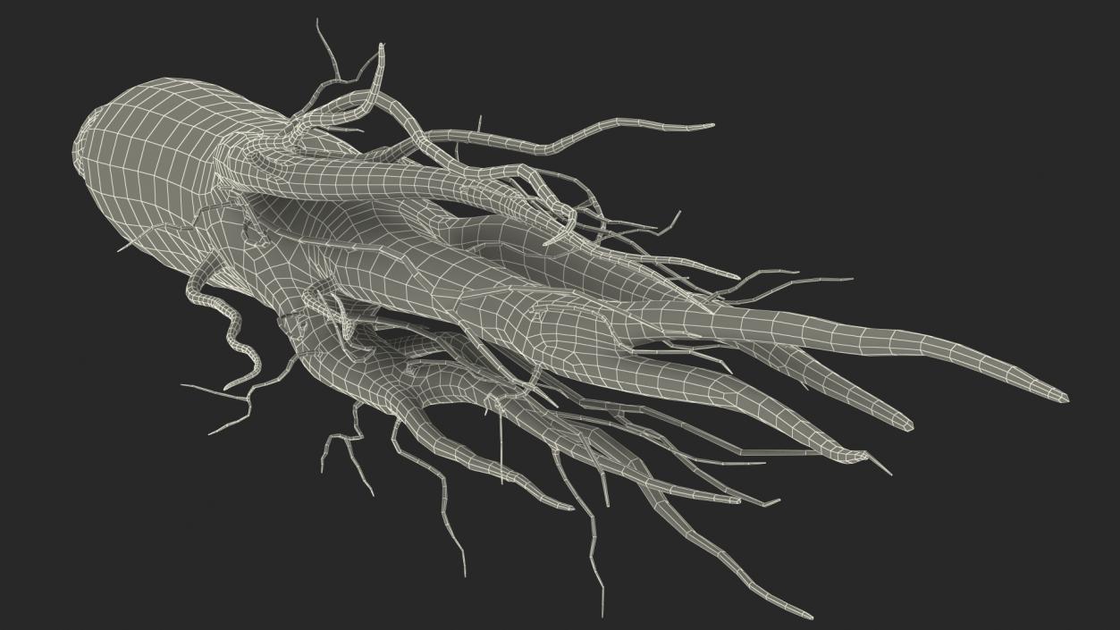 3D Fresh Ginseng Root model