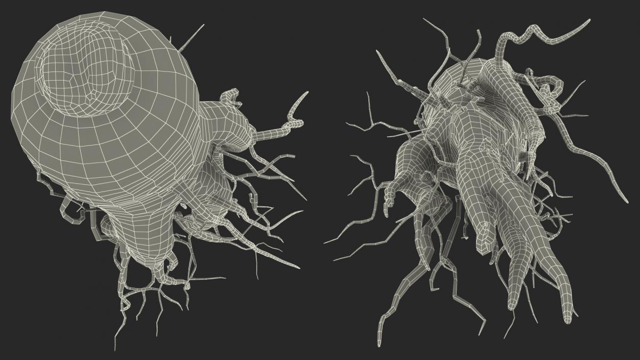 3D Fresh Ginseng Root model