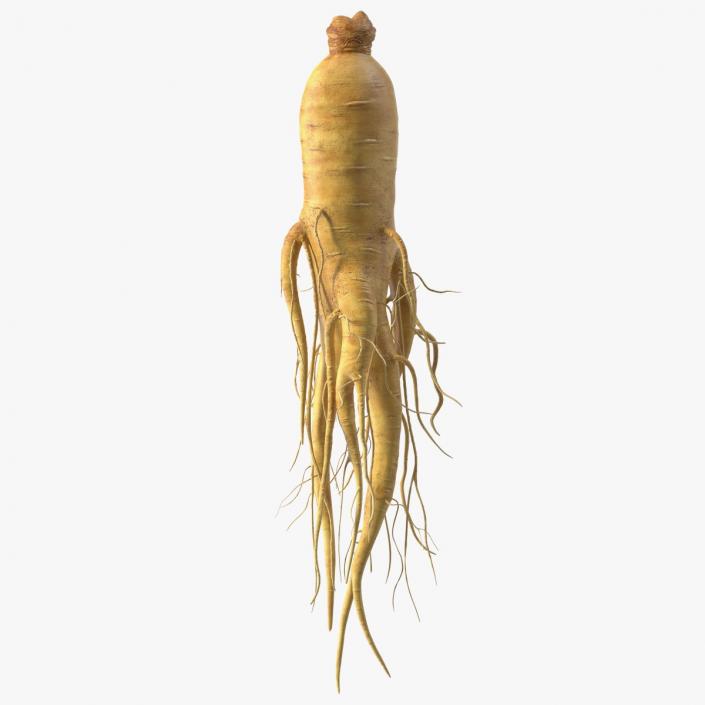 3D Fresh Ginseng Root model