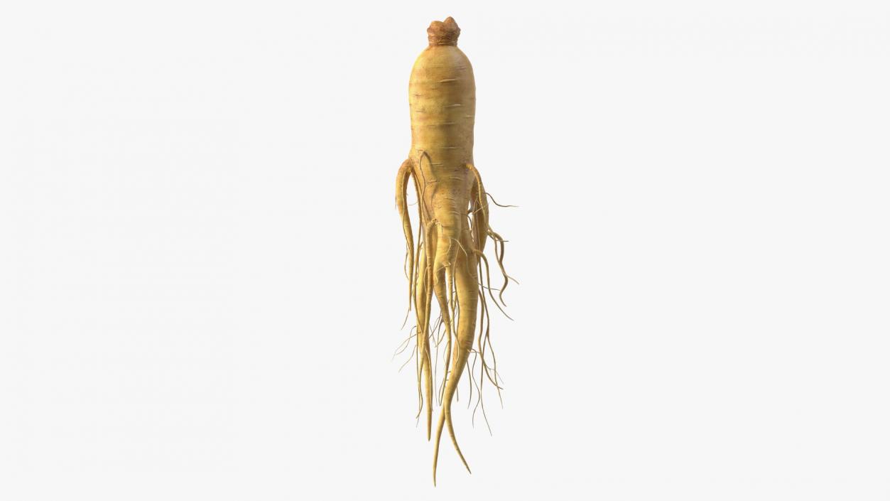 3D Fresh Ginseng Root model