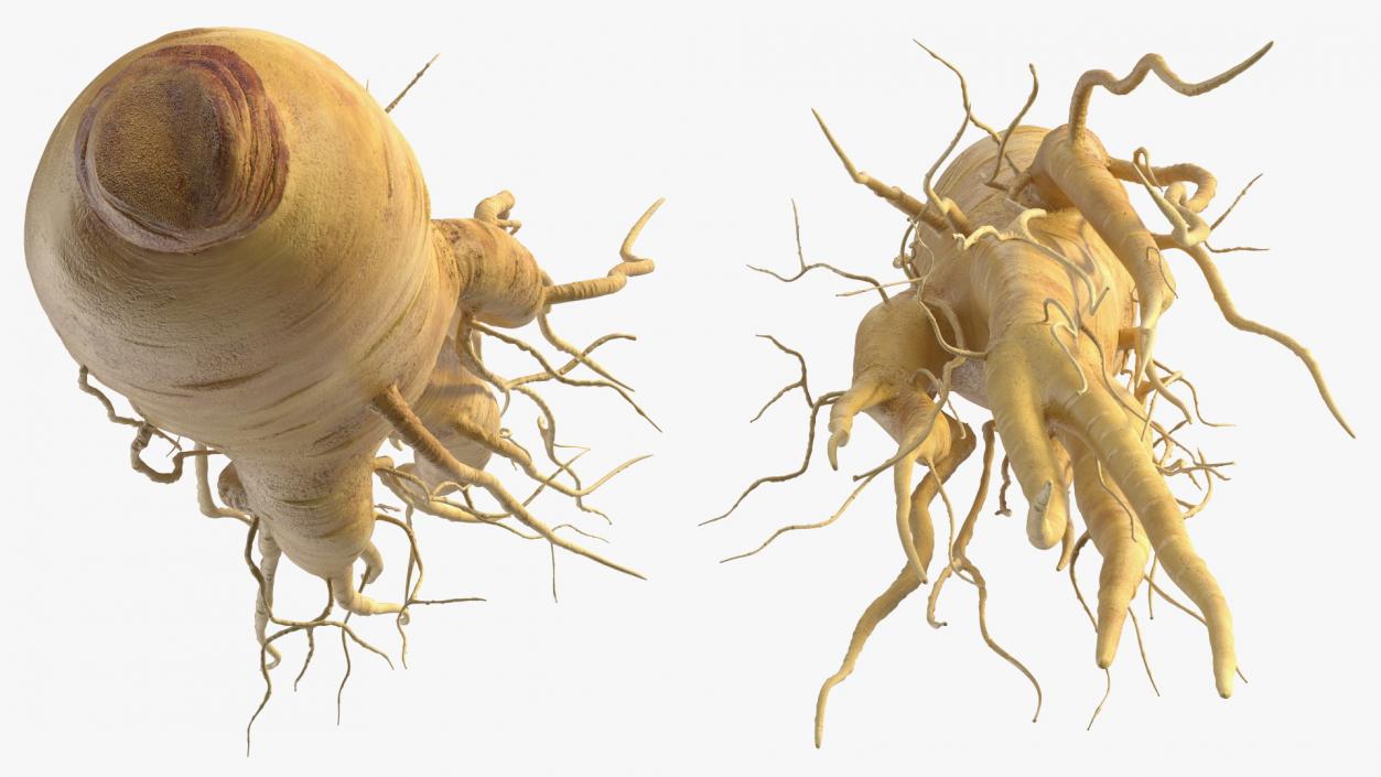 3D Fresh Ginseng Root model