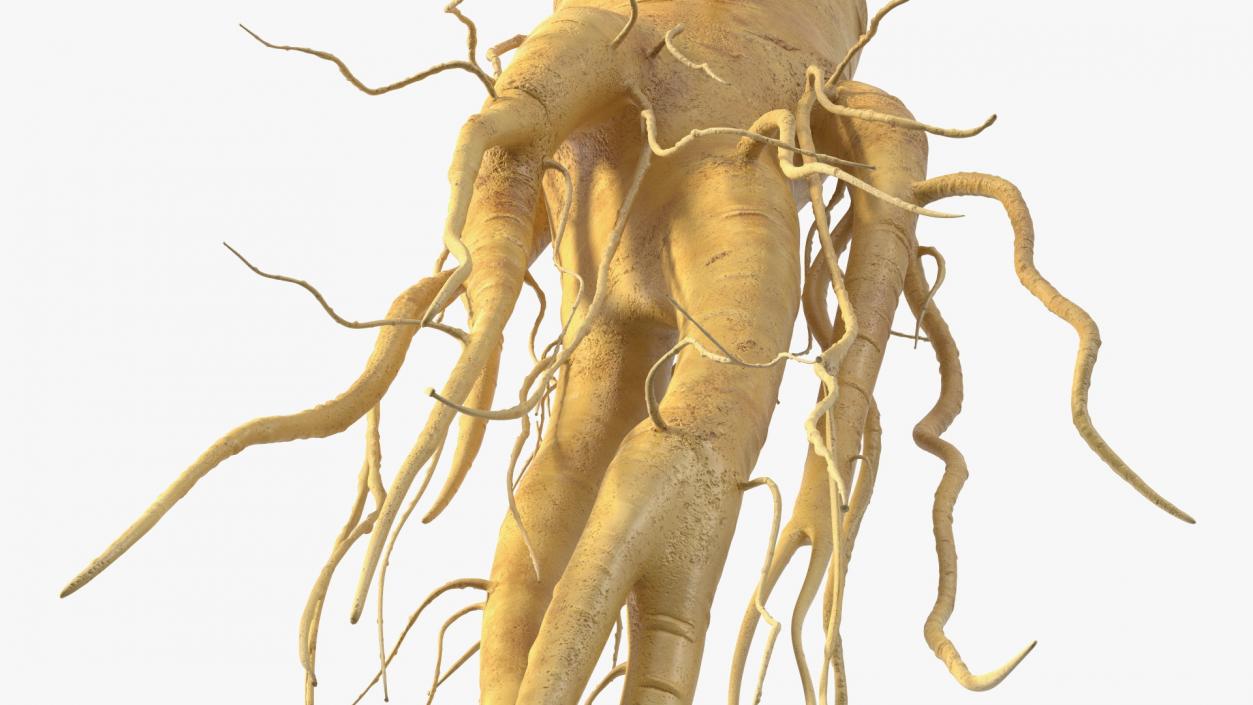 3D Fresh Ginseng Root model