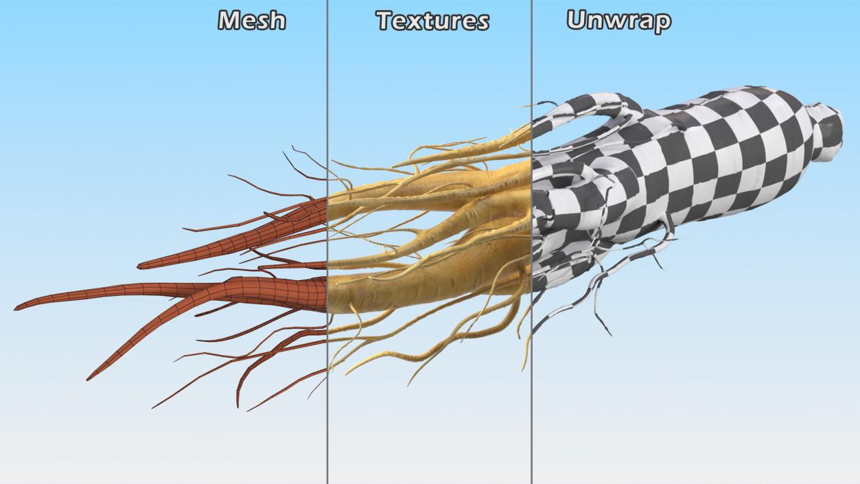 3D Fresh Ginseng Root model