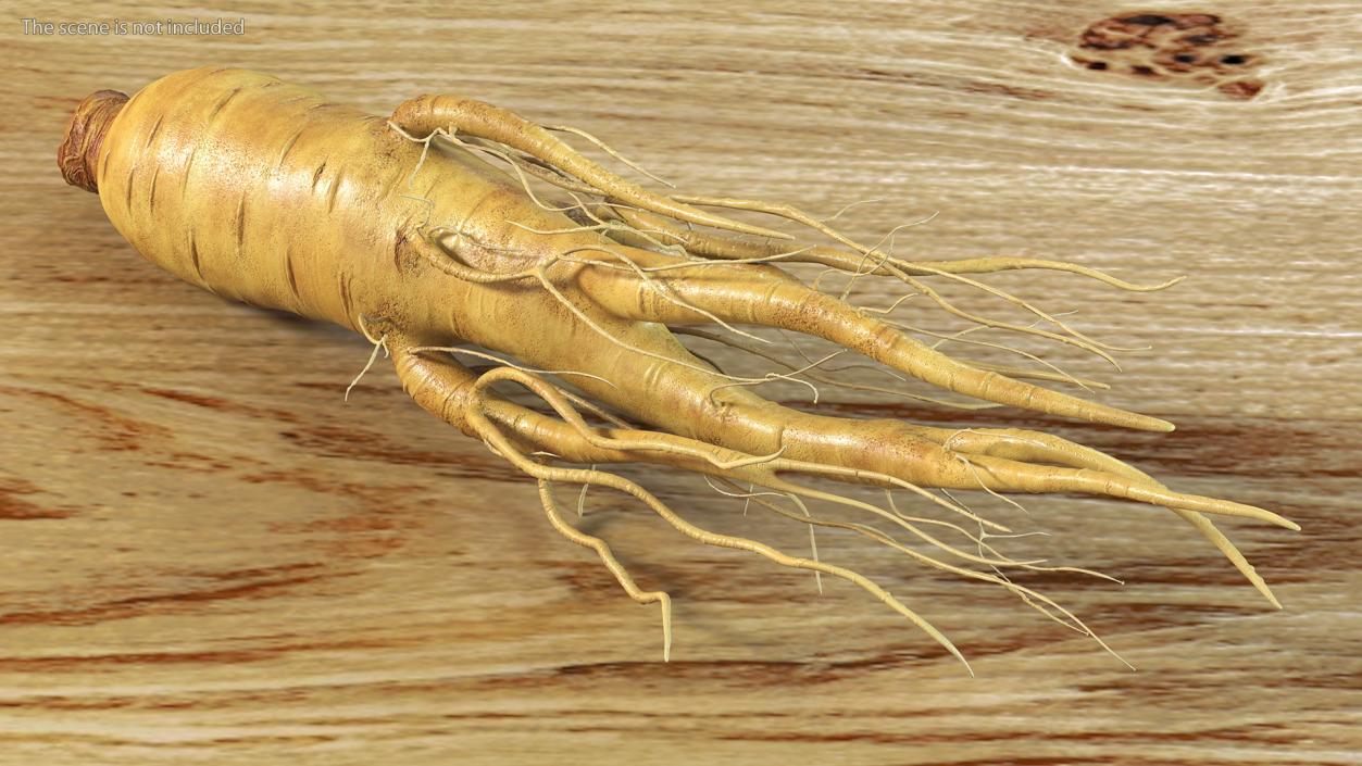 3D Fresh Ginseng Root model