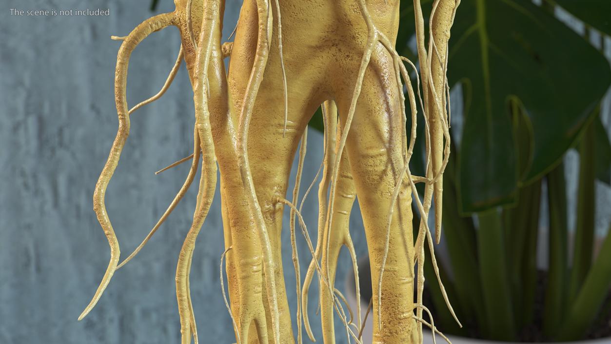 3D Fresh Ginseng Root model