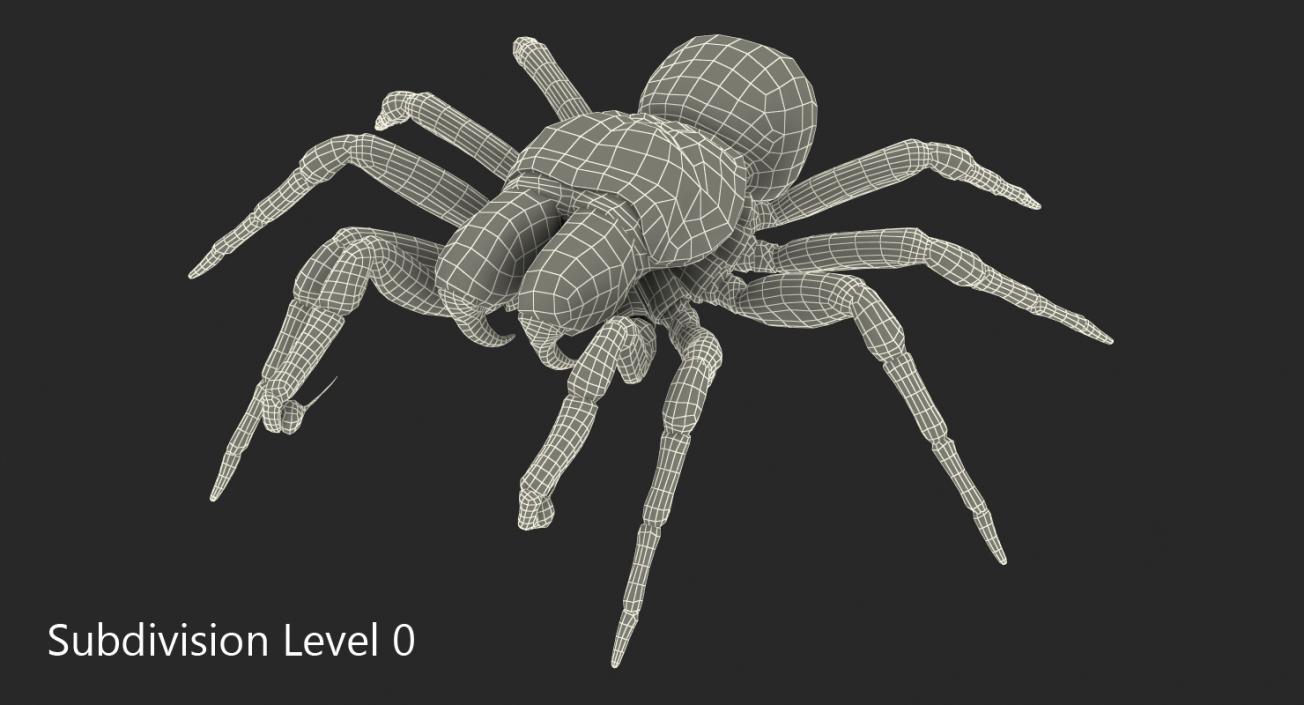 3D model Missulena Occatoria Spider with Fur