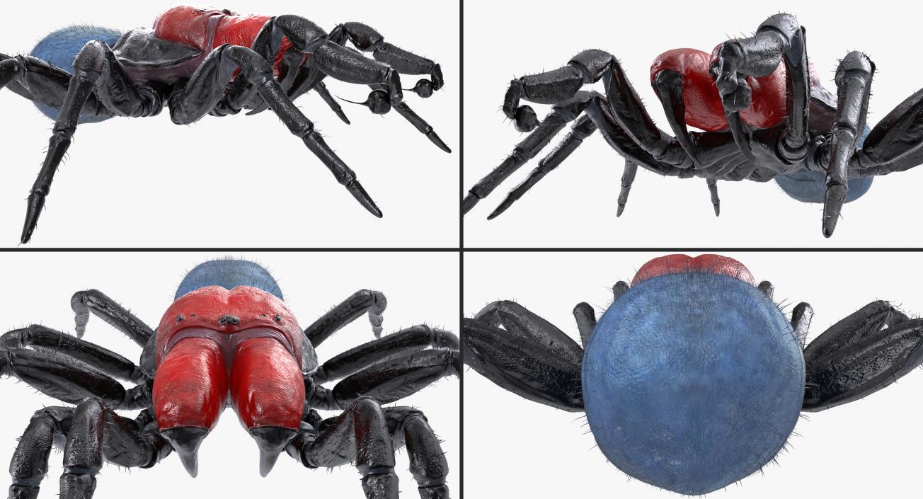 3D model Missulena Occatoria Spider with Fur