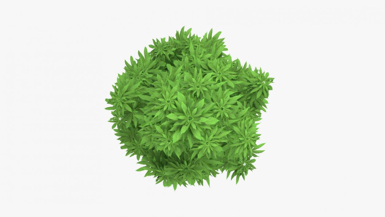 3D model Marijuana Plant