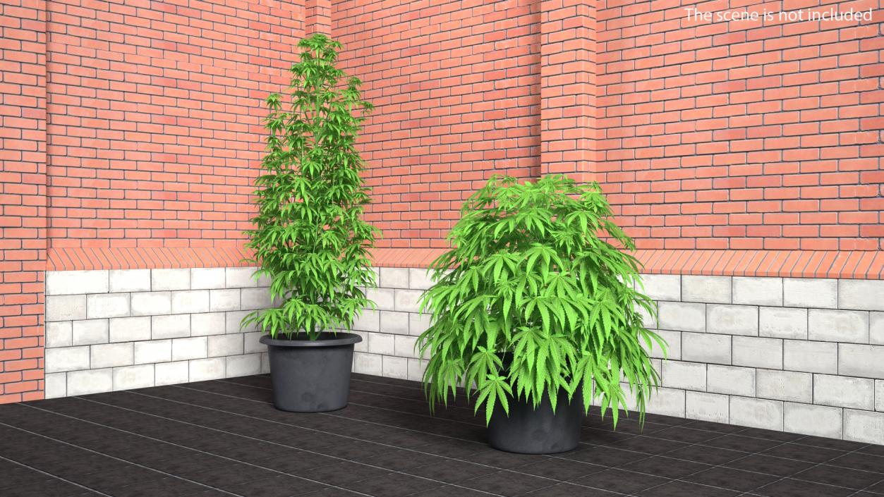 3D model Marijuana Plant