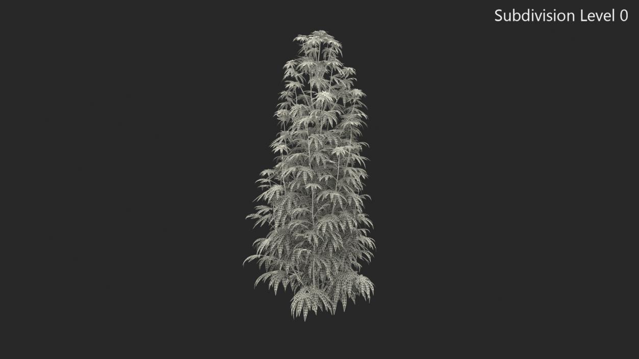 3D model Marijuana Plant