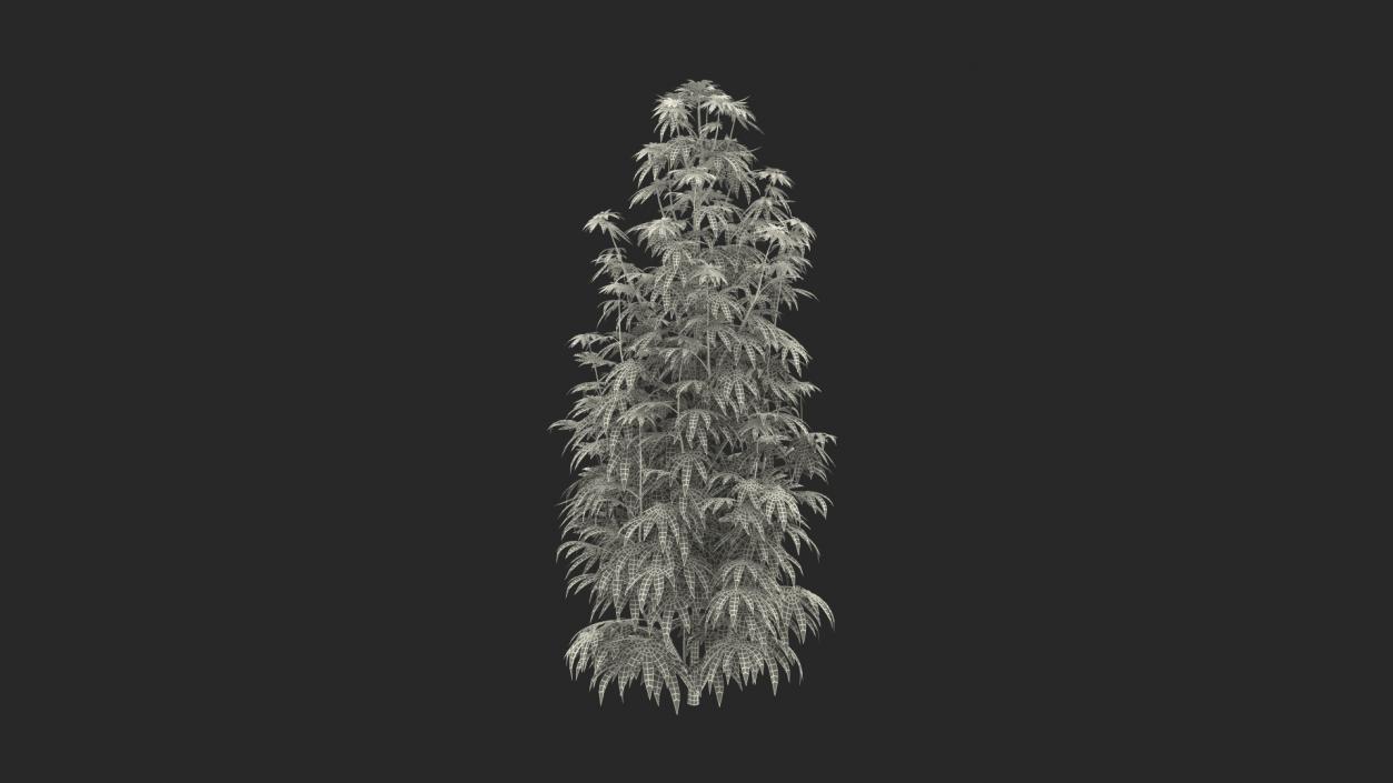 3D model Marijuana Plant