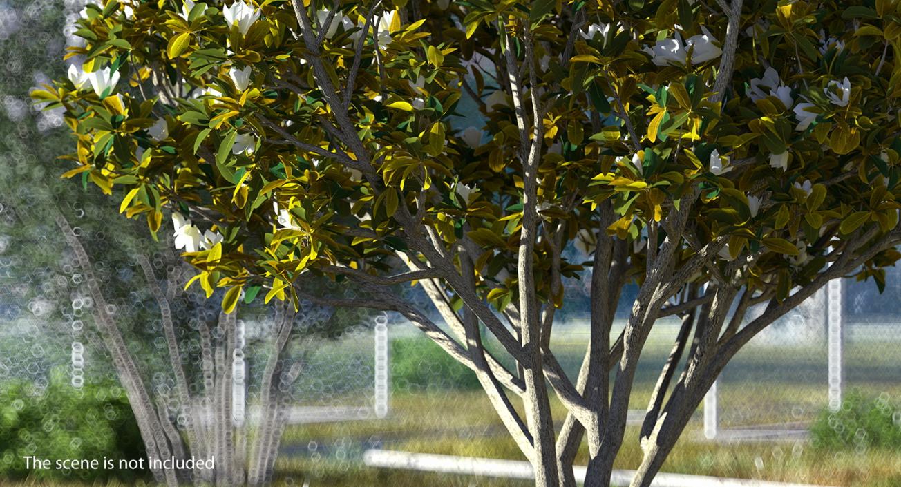 Flowering Bushes and Trees Collection 3 3D model