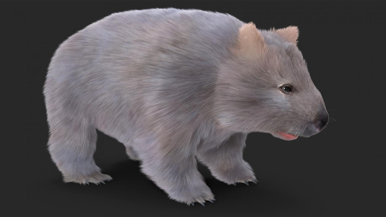 Wombat Grey Fur Rigged 3D