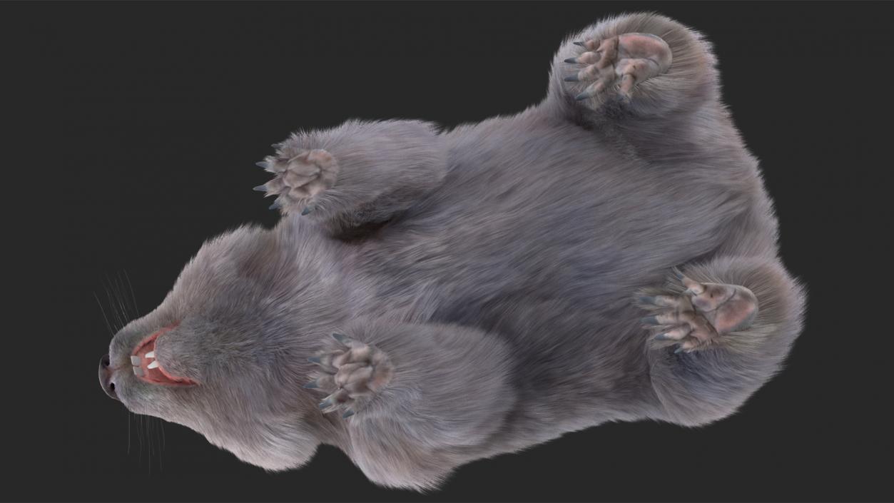 Wombat Grey Fur Rigged 3D