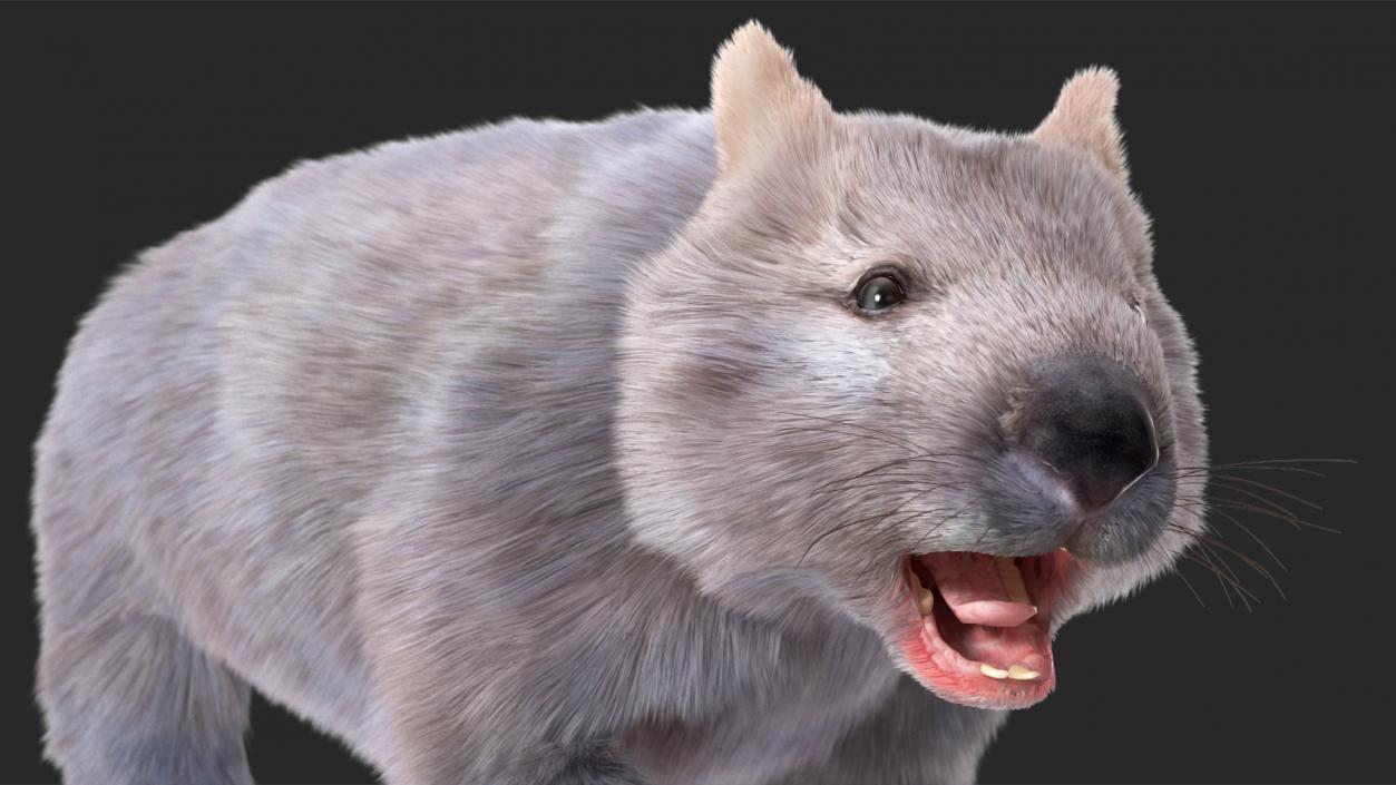 Wombat Grey Fur Rigged 3D