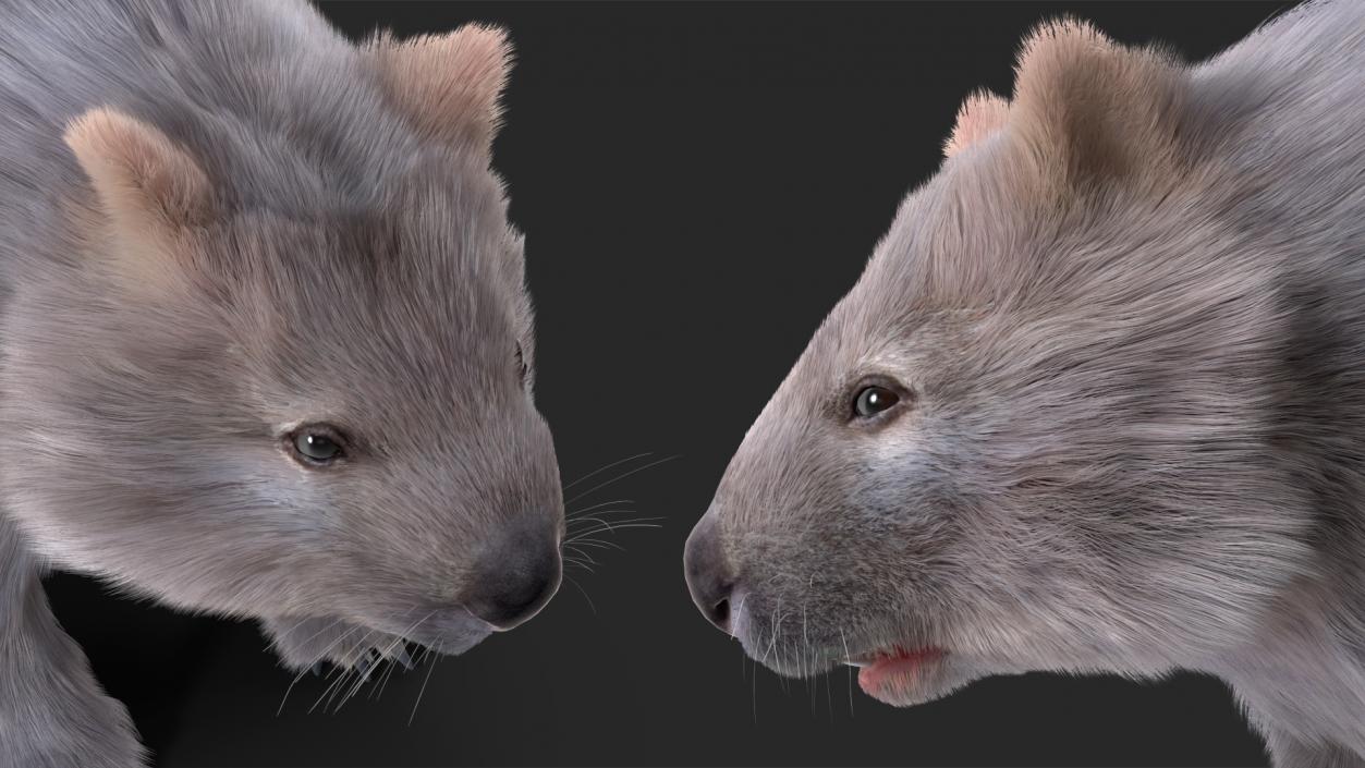 Wombat Grey Fur Rigged 3D