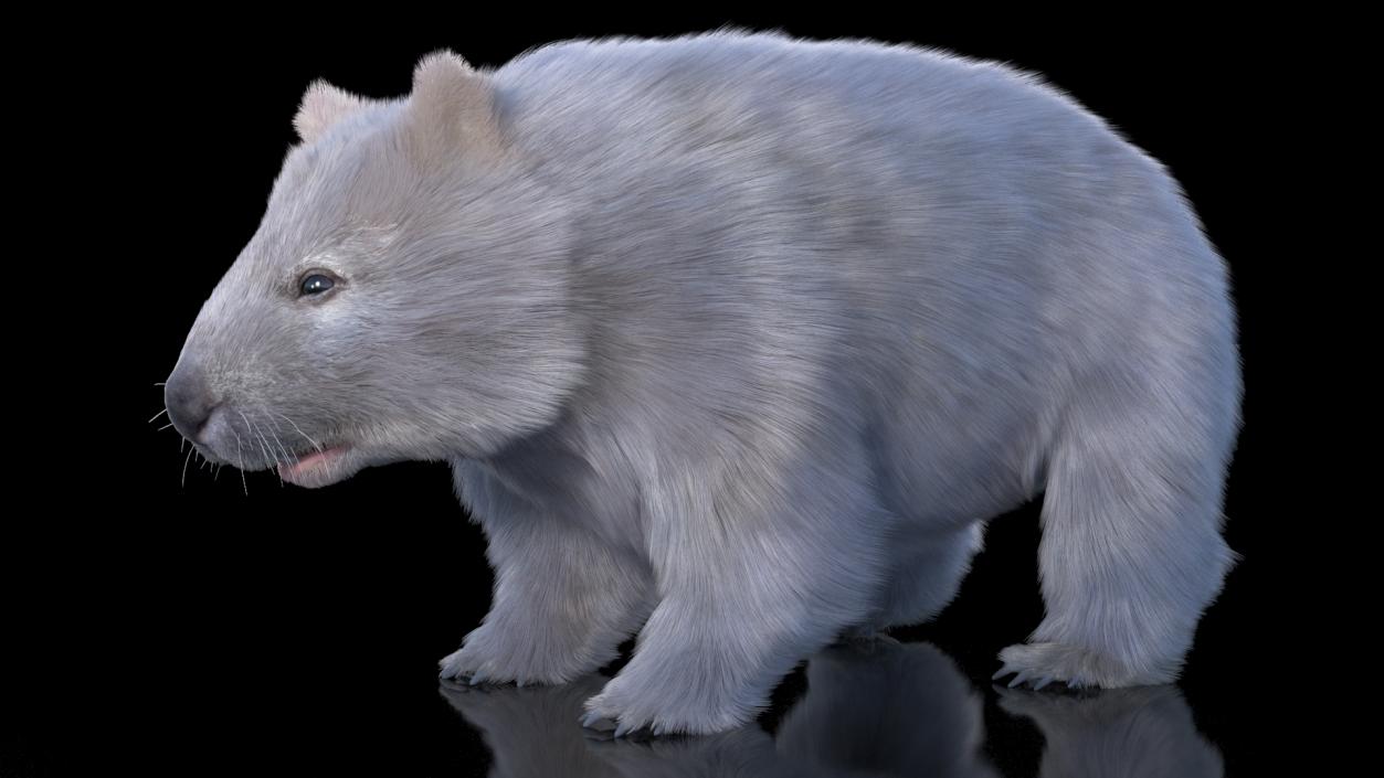 Wombat Grey Fur Rigged 3D