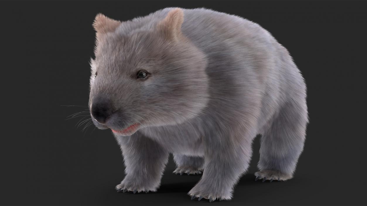 Wombat Grey Fur Rigged 3D