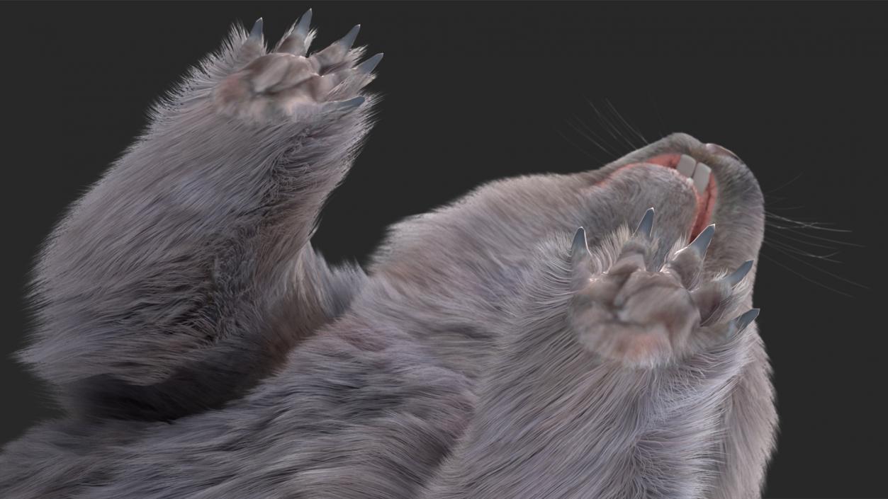 Wombat Grey Fur Rigged 3D