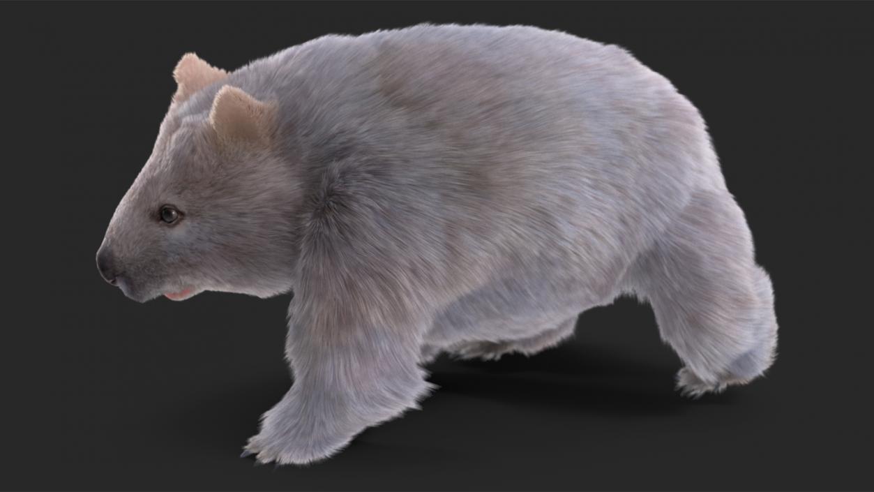 Wombat Grey Fur Rigged 3D