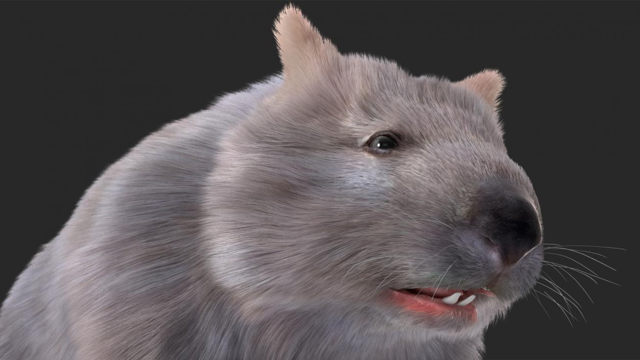 Wombat Grey Fur Rigged 3D