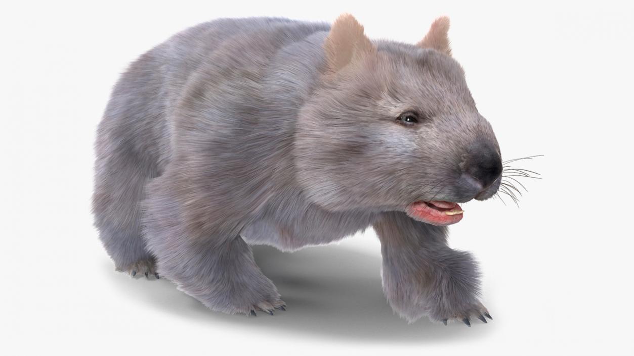 Wombat Grey Fur Rigged 3D