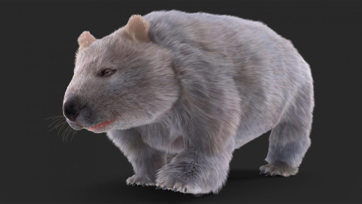 Wombat Grey Fur Rigged 3D