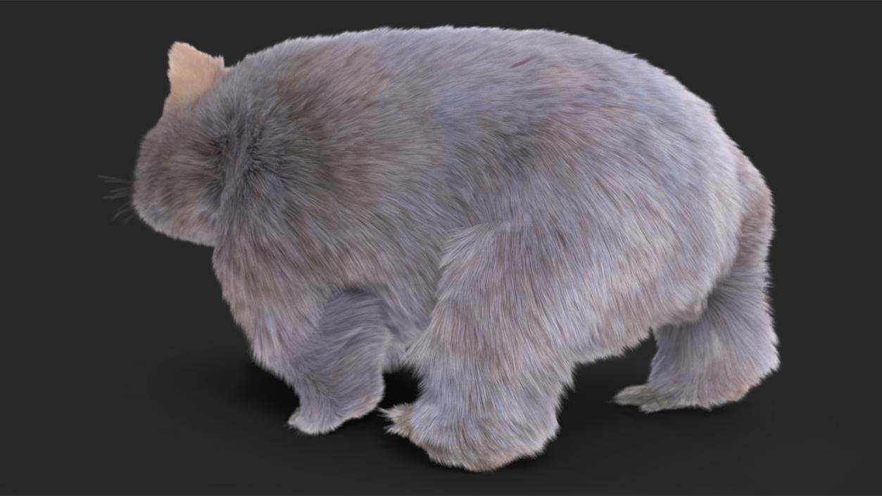 Wombat Grey Fur Rigged 3D