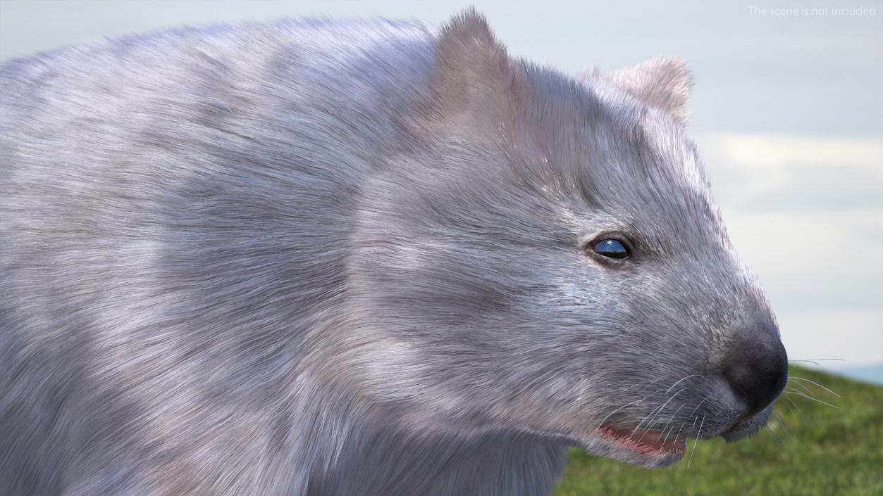 Wombat Grey Fur Rigged 3D