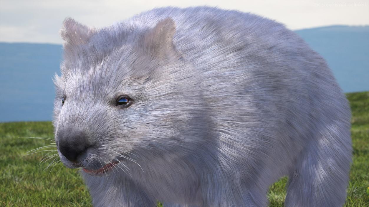 Wombat Grey Fur Rigged 3D