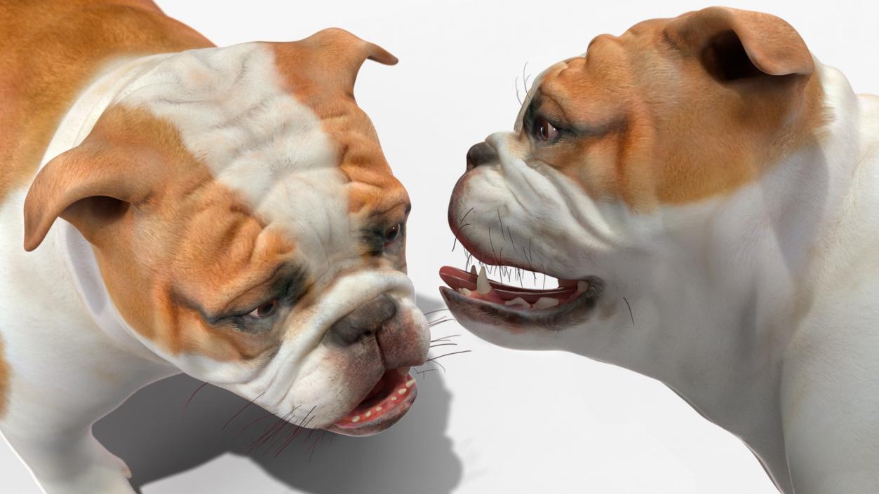 Bulldog Rigged 3D model