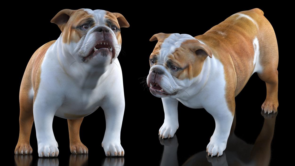 Bulldog Rigged 3D model