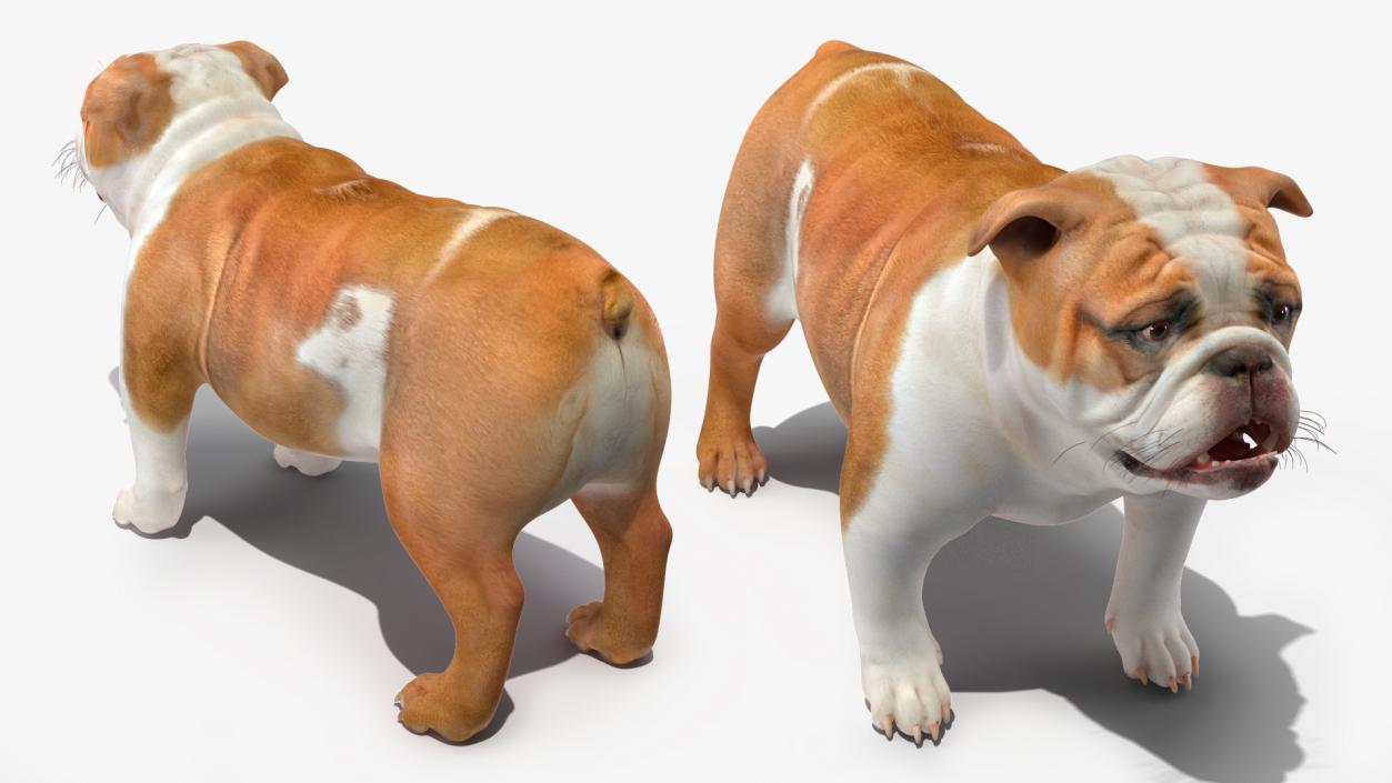 Bulldog Rigged 3D model