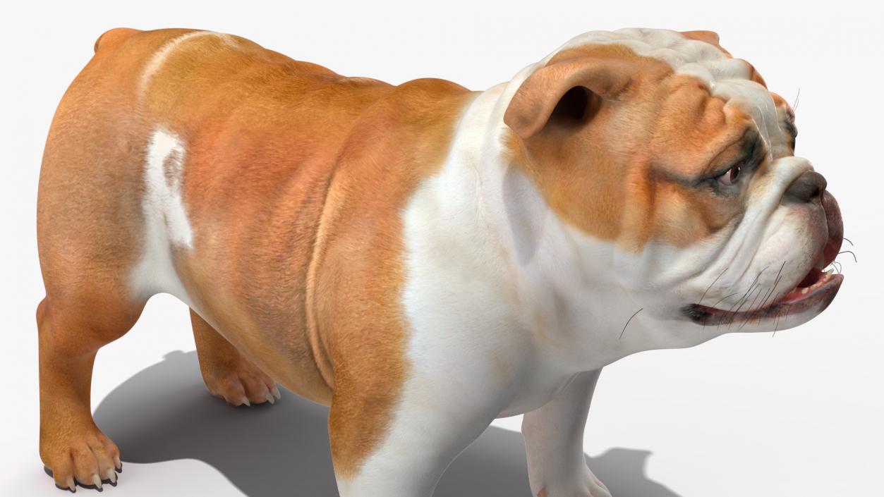 Bulldog Rigged 3D model