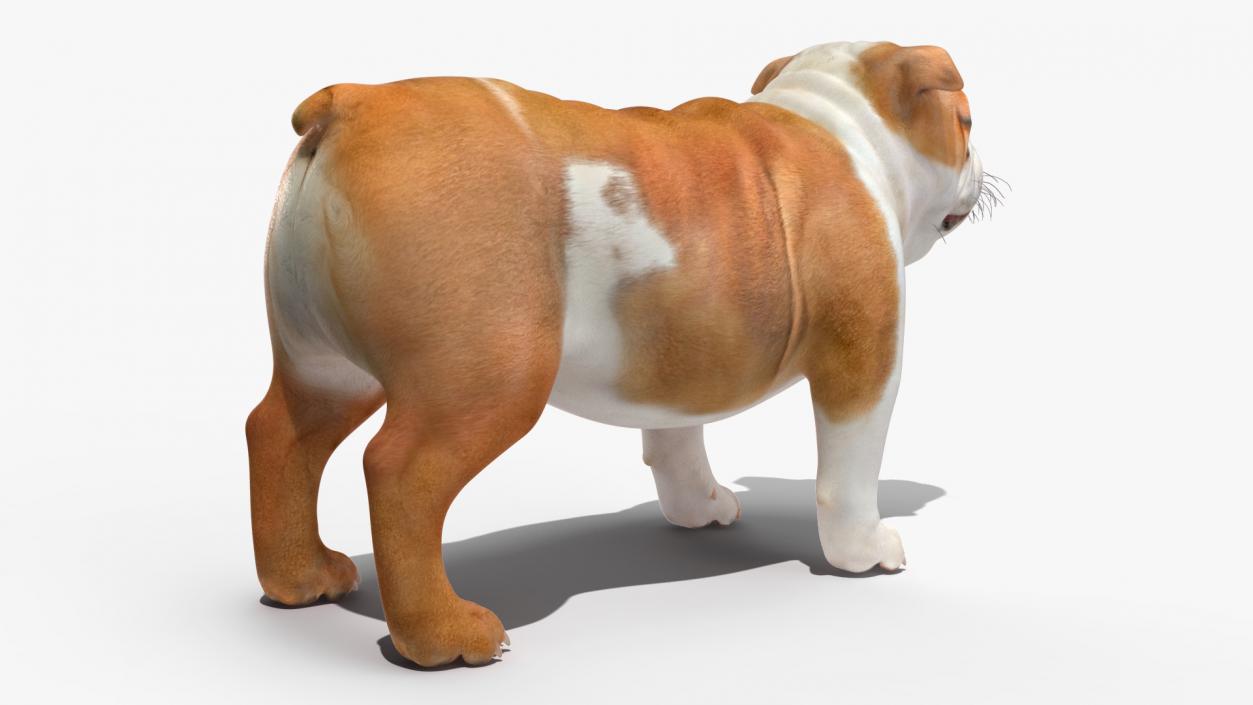 Bulldog Rigged 3D model