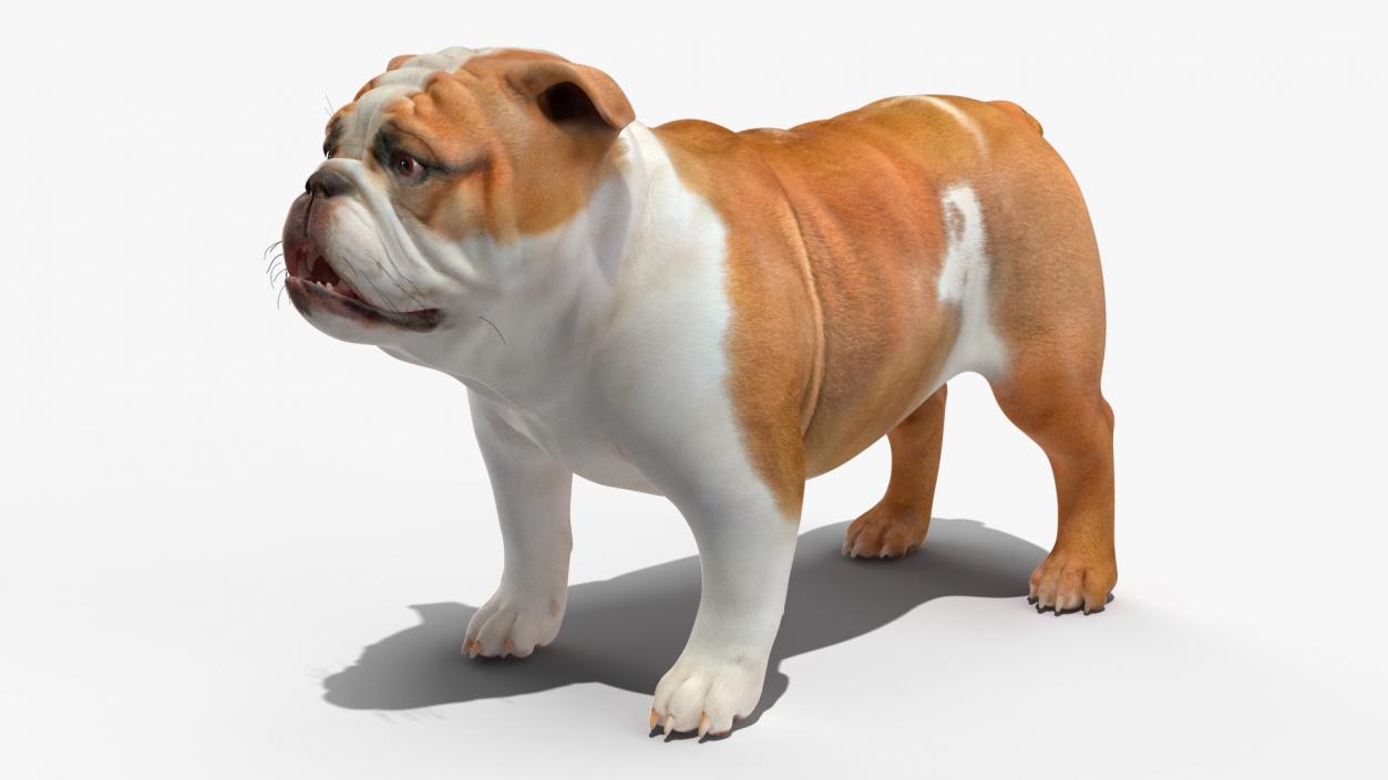 Bulldog Rigged 3D model