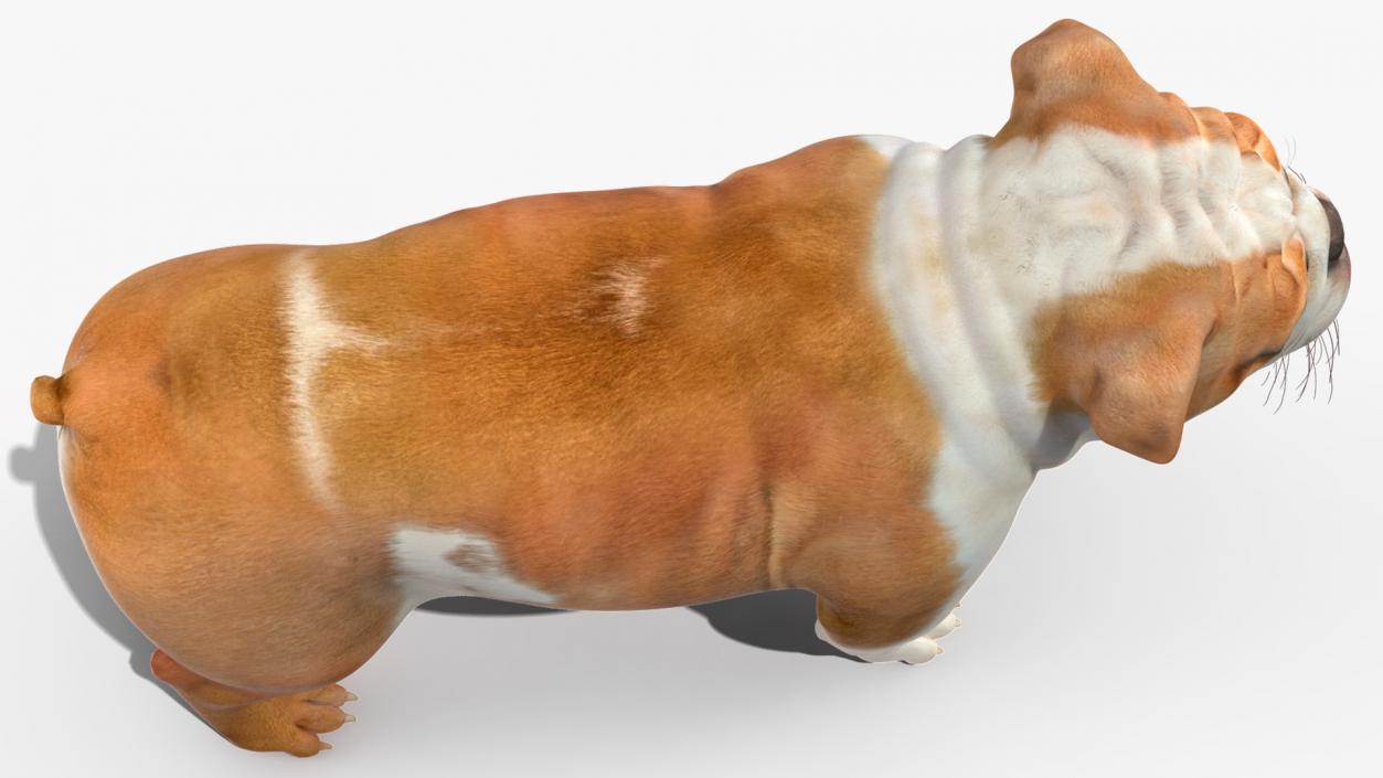 Bulldog Rigged 3D model