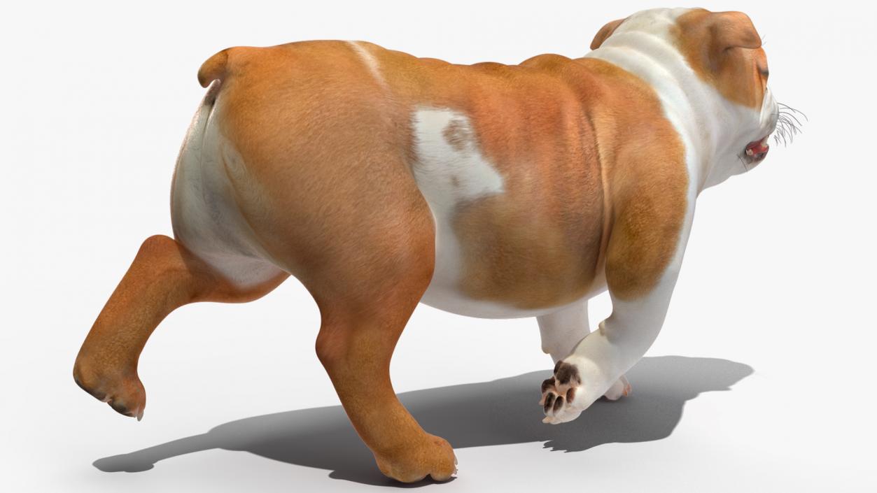 Bulldog Rigged 3D model