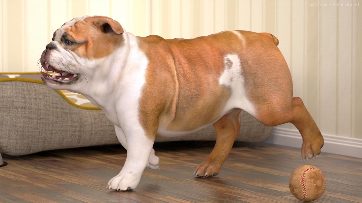 Bulldog Rigged 3D model