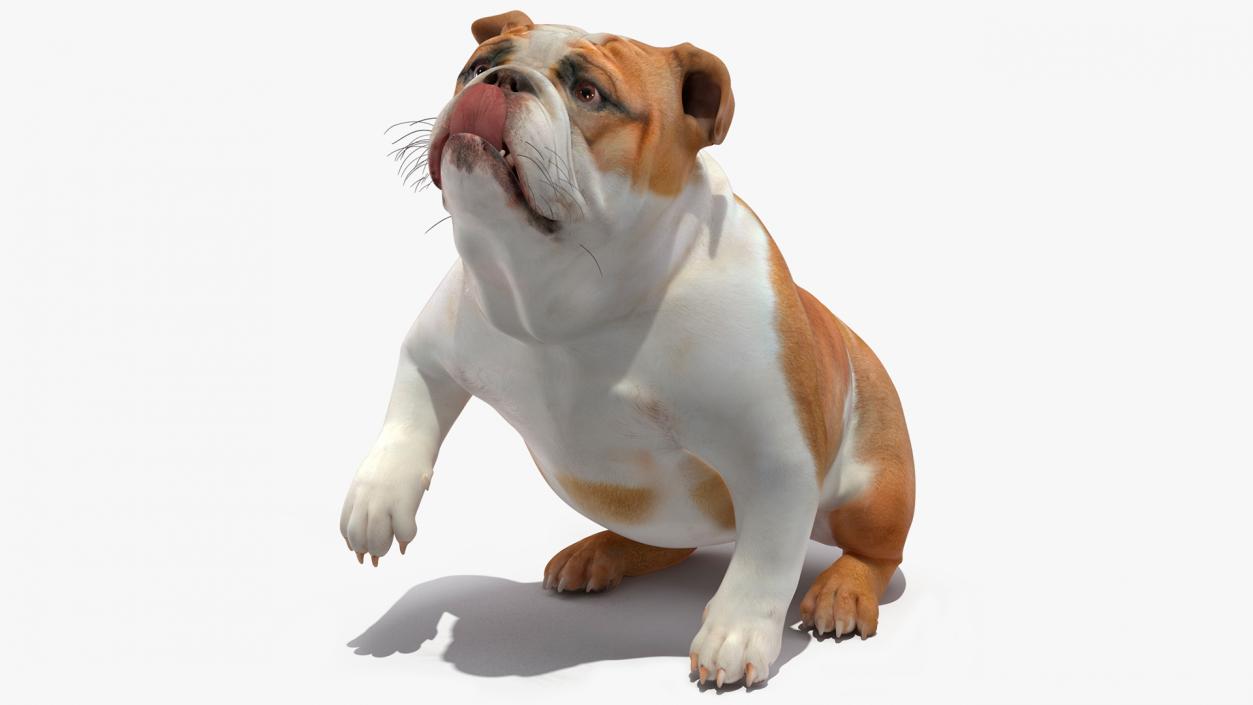 Bulldog Rigged 3D model