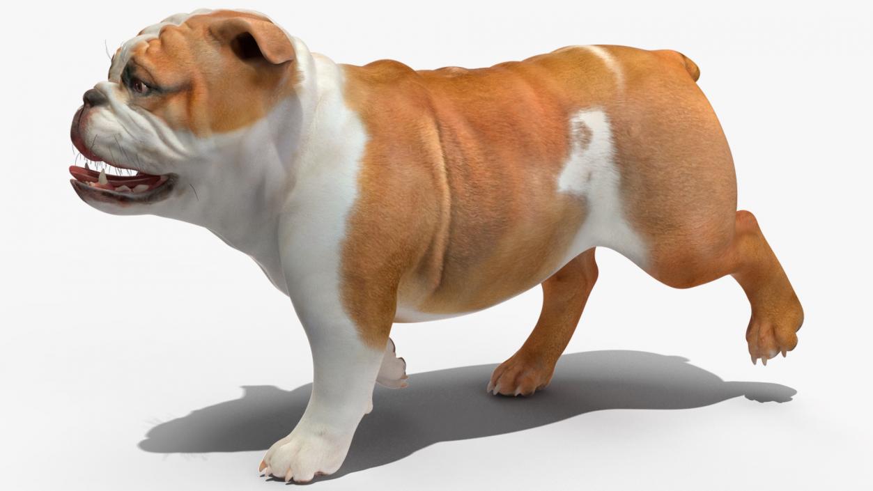 Bulldog Rigged 3D model