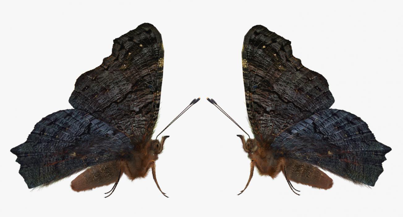 Peacock Butterfly or Aglais io with Fur 3D model