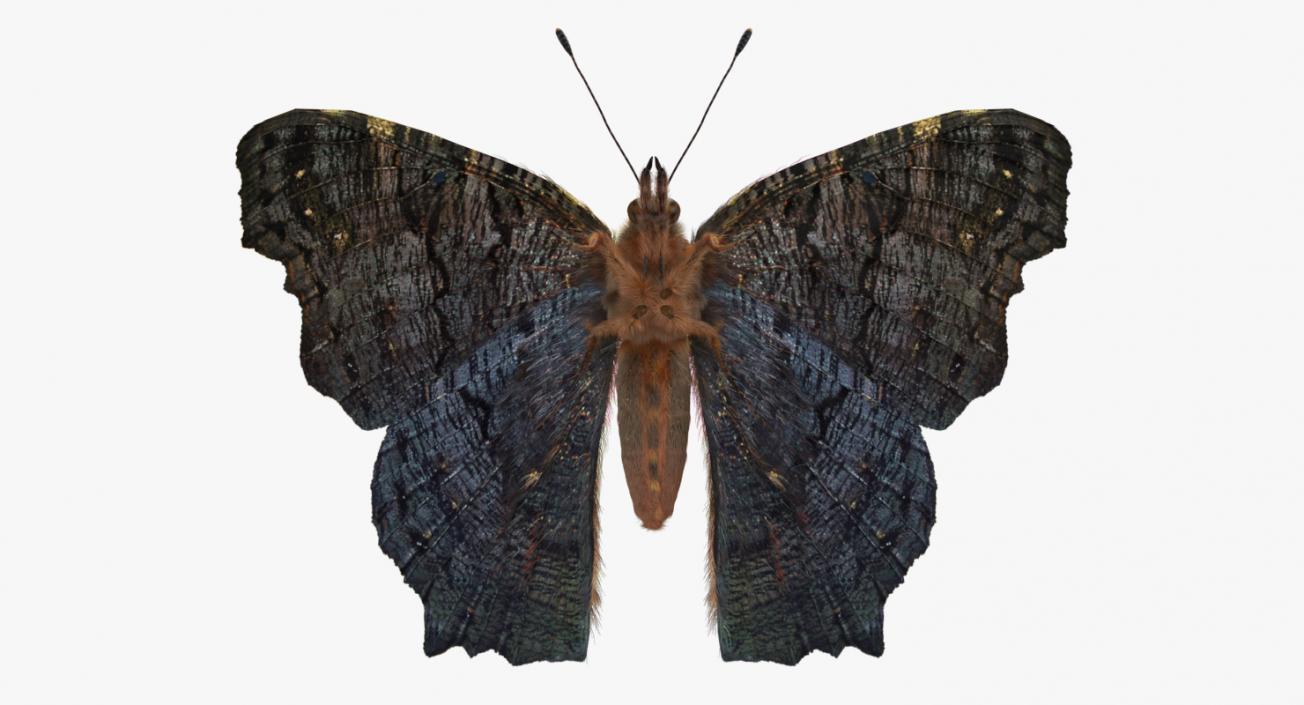 Peacock Butterfly or Aglais io with Fur 3D model