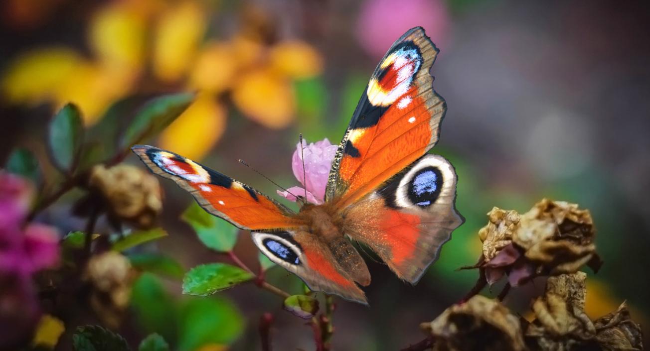 Peacock Butterfly or Aglais io with Fur 3D model