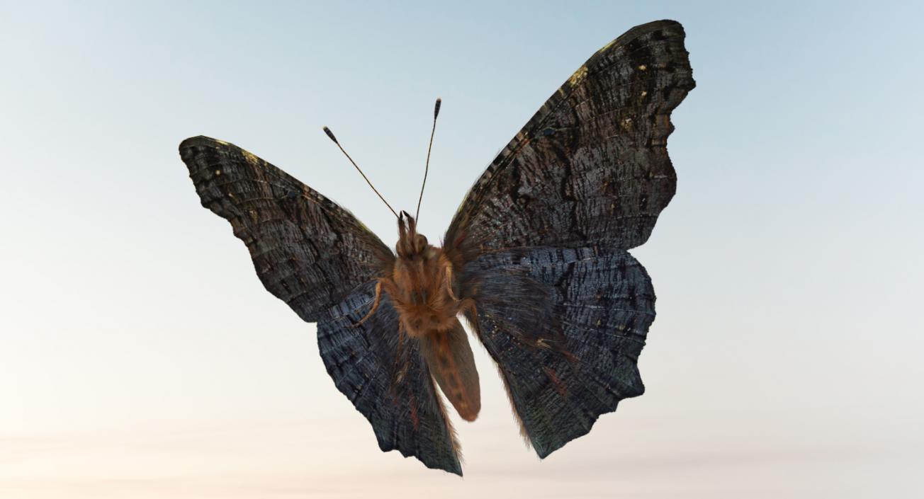 Peacock Butterfly or Aglais io with Fur 3D model