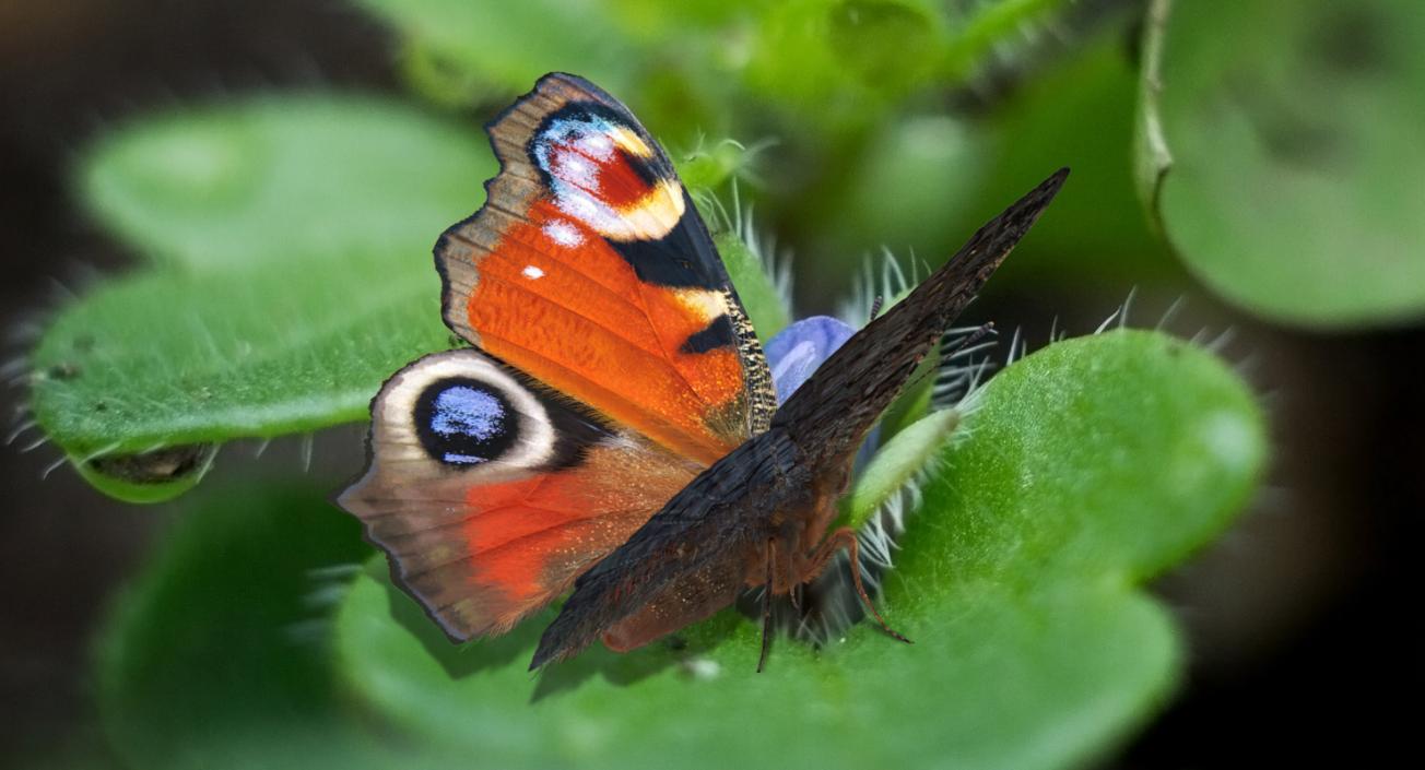 Peacock Butterfly or Aglais io with Fur 3D model