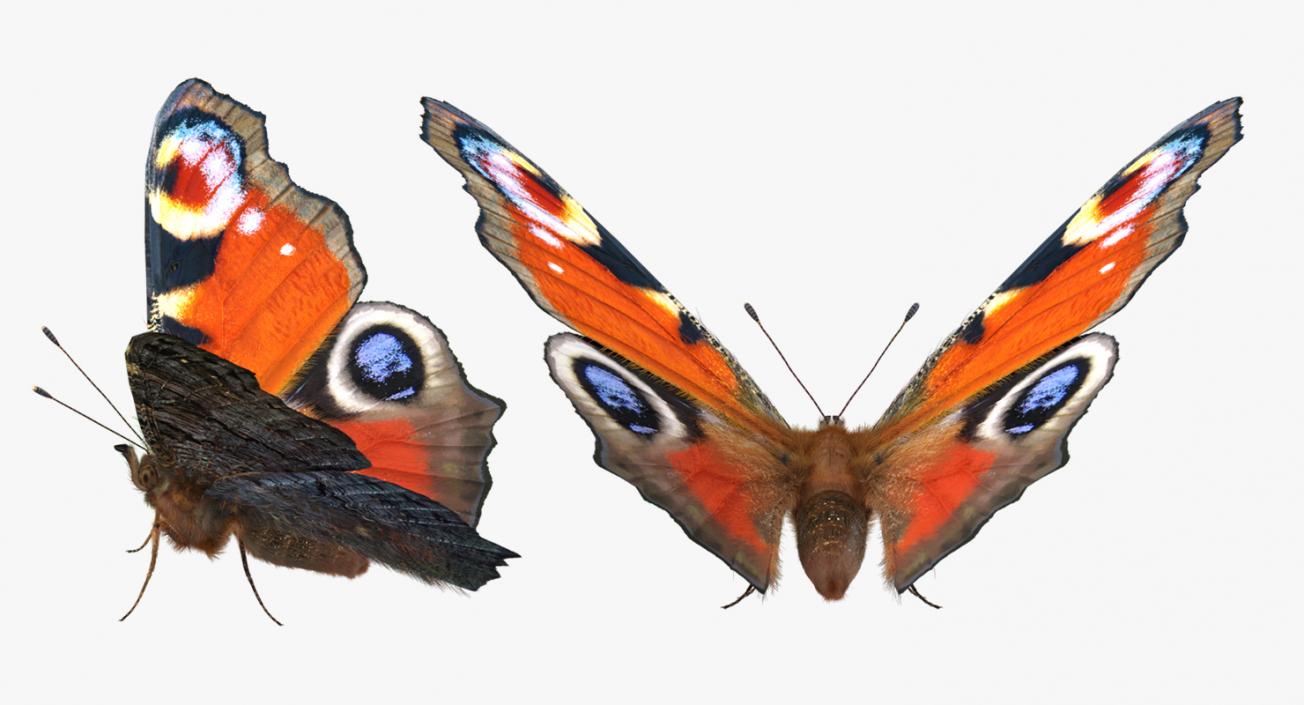 Peacock Butterfly or Aglais io with Fur 3D model