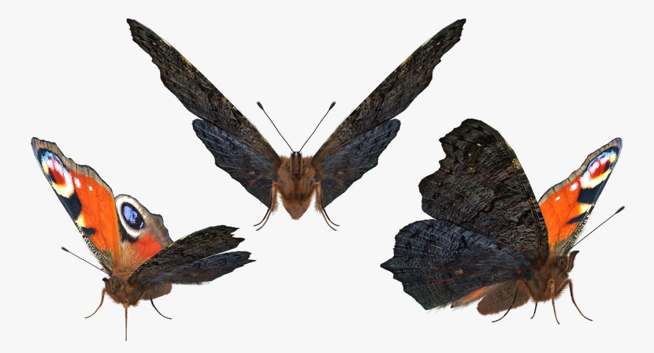 Peacock Butterfly or Aglais io with Fur 3D model